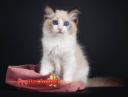 The best pet healthcare plans for cats in Spain by Protectapet 